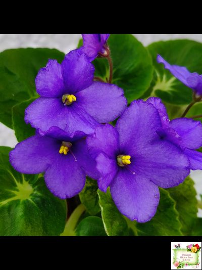 LV-Олег+Алиса (Л. Шевелева) 2025 г. (гёрл-лист с кроновой пестролистностью)