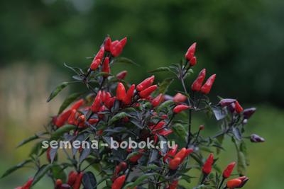 Перец острый  Explosive Ember, 10 шт