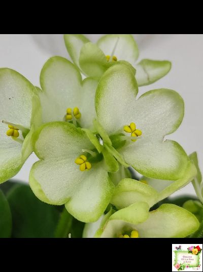 Mac's Misty Meadow (G.McDonald)