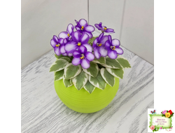 Rob's Lucky Penny (R.Robinson) (05/31/1997) листовая химера (пасынок сорт укоренённый)