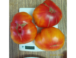 Томат Король Ананас ( King Pineapple, США)