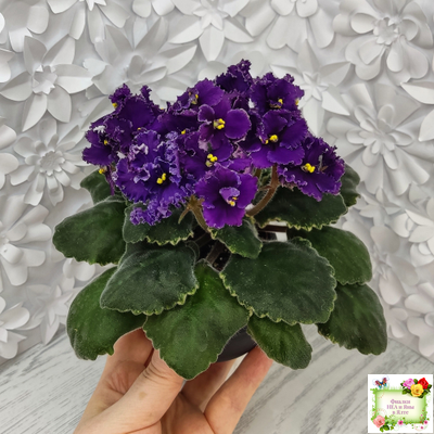 ЛЕ-Константин (Е. Лебецкая) 2019 г.