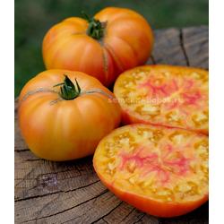 Томат Ярсон 34 (Jarson 34), 10 шт