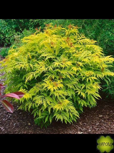 БУЗИНА декоративная "ПЛЮМОЗА АУРЕА"