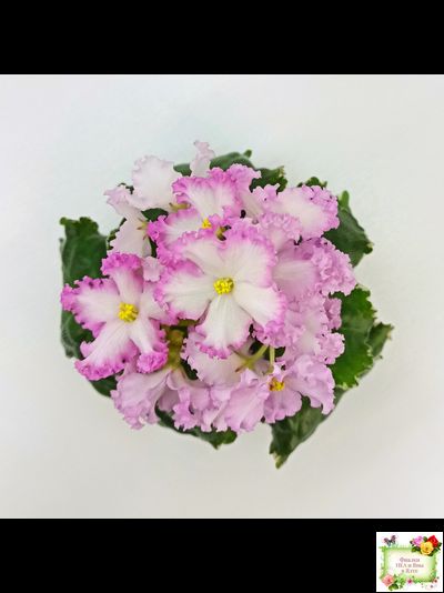 Nik-Обыкновенная Богиня (Н. Булко) 2023 г.