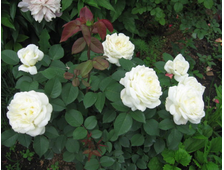 Жанна Моро (JEANNE MOREAU) роза, ОКС