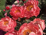 Корал Чарм пион (Paeonia Coral Charm)