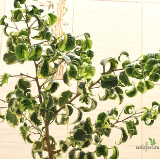 Ficus Benjamina Iren / фикус Бенджамина Ирен