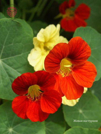 Набор вайнеров и каттеров "Настурция"