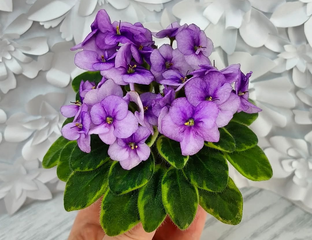 b4bvn5cxzlkwkwok0wgooww8c8oo8g