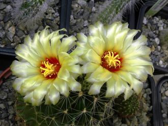 Hamatocactus setispinus - 5 семян