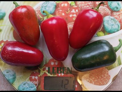 Перец острый  Black Maroccan Jalapeno