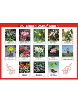 Таблица демонстрационная "Растения Красной книги" (винил 100х140)
