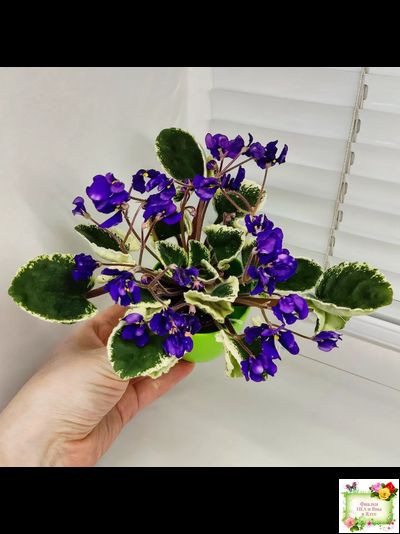 DS-Brian (Dimetris) 2014 г. (пестролистная бастл-листва)