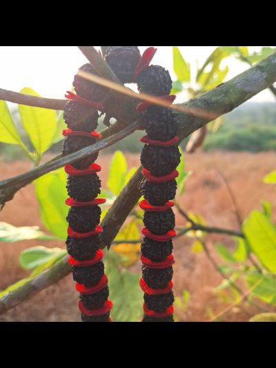 Четки Premium quality из натуральной крупной Рудракши 108 бусин черные