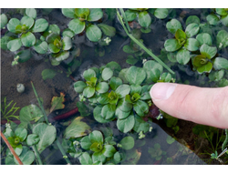 Людвигия Мато Гроссо (Ветка)