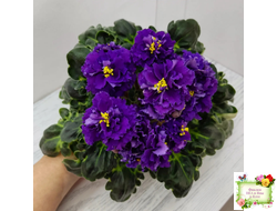 ЛФ-Лилия (Л. Федосеева) 2019 г.