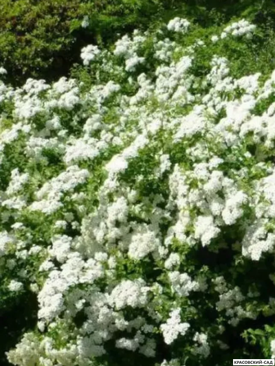 Спирея ниппонская Халвард Сильвер - Halward`s Silver