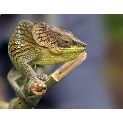 Мадагаскарский хамелеон Амбера (Calumma amber)