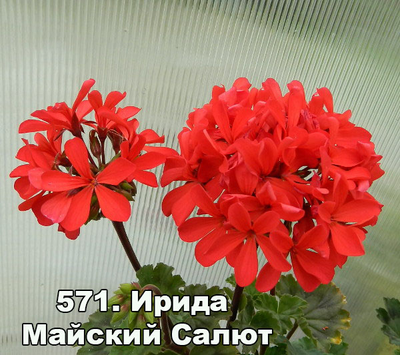 Пеларгония Ирида Майский Салют