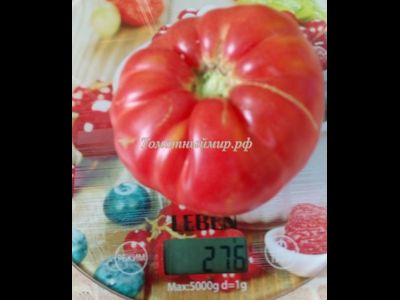 Томат Настоящий Бельмонте из Калабрии (Belmonte vero Calabro, Italy)