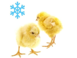 Цыплята суточные замороженные