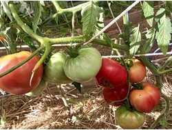 Томат Батяня