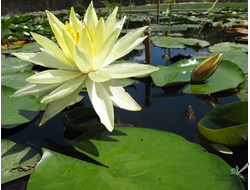 Нимфея Санрайз