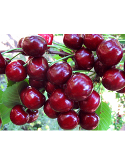 Вишня "Жуковская" (средняя)