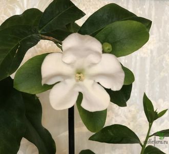 Brunfelsia Manaka