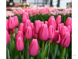 Тюльпан Pink Twist