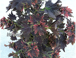 Колеус Hot Embers