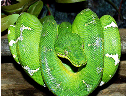 ЛОЖНОНОГИЕ