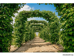 Топиар Арка из Липы мелколистной - Tilia cordata