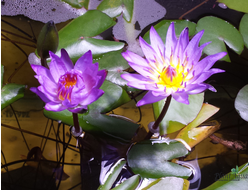 Нимфея тропическая голубая/пурпурная MIX (копия)