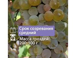 Подарок Магарача