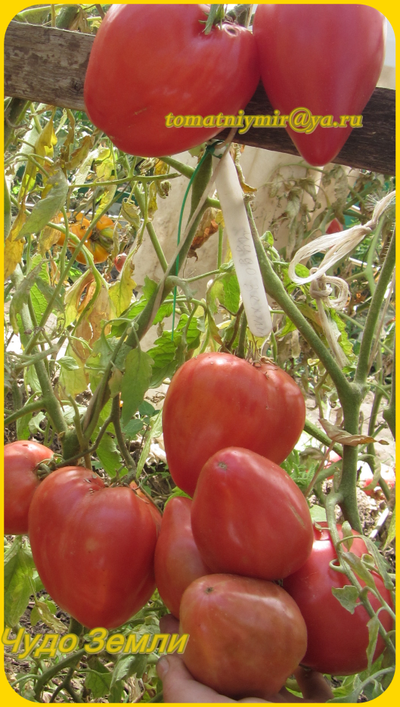 Томат Чудо Земли (украинское)