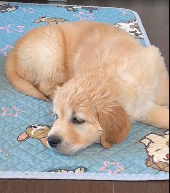 Малыш голден