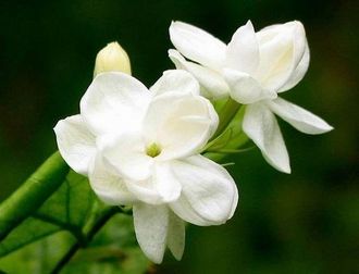 Jasmine sambac abs. (India) 50% / Жасмин самбак абсолют