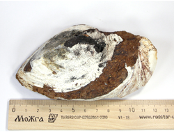 Керченит, Вивианит в раковине, Крым, Керчь (116*75*50 мм, 409 г) №17918