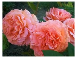 Бельведер, (Belvedere) шраб.   Tantau