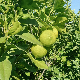 Бергамот (Citrus bergamia) Италия, 5 мл - 100% натуральное эфирное масло