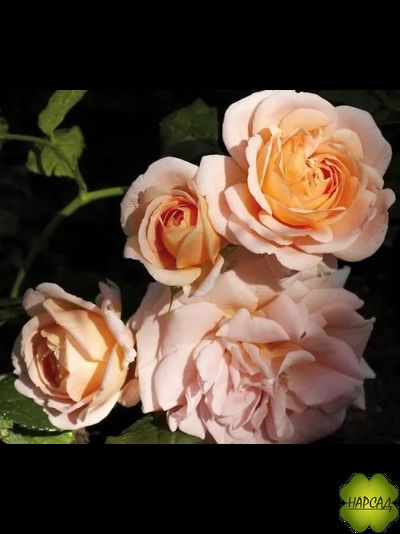 РОЗА ЧАЙНО-ГИБРИДНАЯ &quot;ГЕЙША&quot; (Geisha)