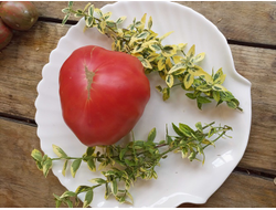 Томат Rose Hippo (Розовый бегемот)