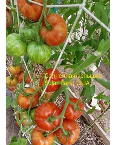 Томат Солнечная вспышка (Solar flare)