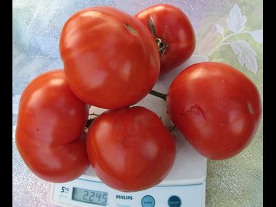 Томат Итальянские фамильные (Heirloom Italian)