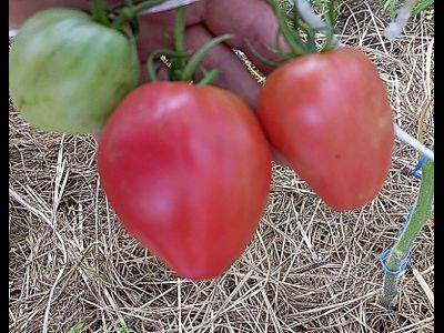 Томат Бычье сердце Ким времен гражданской войны, Kim’s Civil War Oxheart (США)