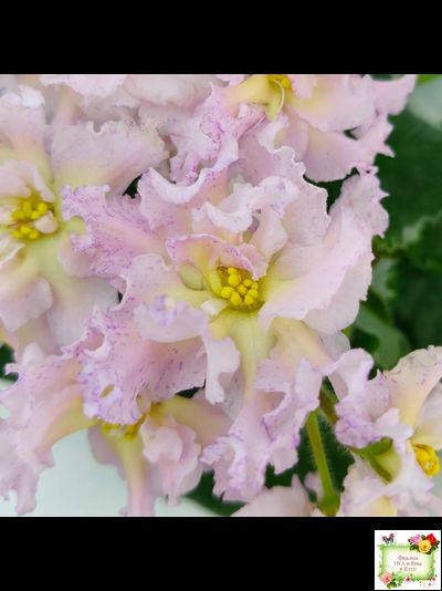 РМ-Солнечное Конфетти (Н. Скорнякова) 2022 г.