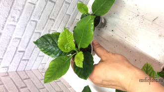 Gardenia jasminoides 'Belmont' variegata