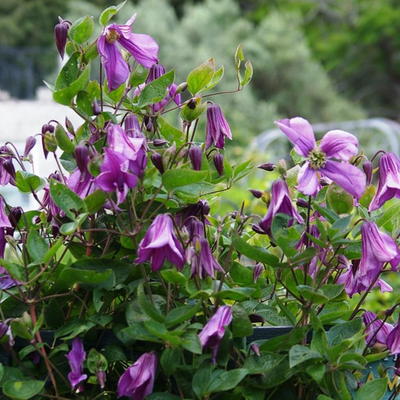 Клематис Память Сердца, (Pamiat Serdtsa)  ОКС